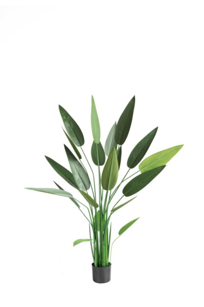 Куст Стрелиции Николая 140 см